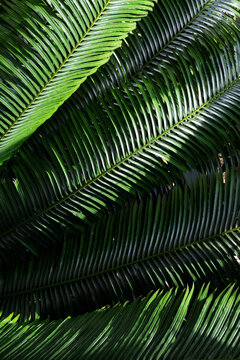 botanische tuin