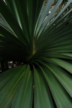 botanische tuin