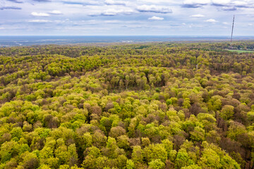 Beautiful spring forest landscape, fresh green leaves on trees in spring, view from drone. - 785627073