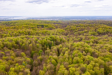 Beautiful spring forest landscape, fresh green leaves on trees in spring, view from drone. - 785627284