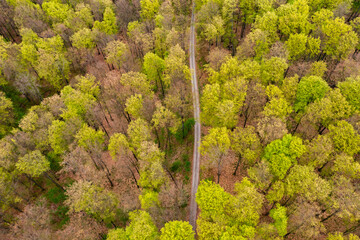 Beautiful spring forest landscape, fresh green leaves on trees in spring, view from drone. - 785627293