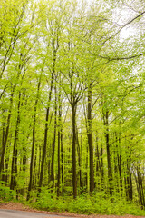 Beautiful spring forest landscape, fresh green leaves on trees, spring in deciduous forest. - 785627647