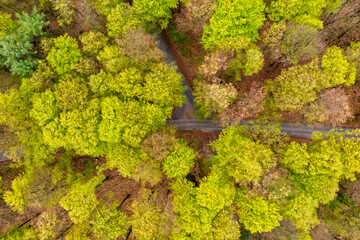 Beautiful spring forest landscape, fresh green leaves on trees in spring, view from drone. - 785627854