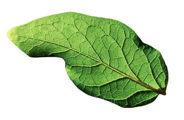 green leaf isolated with texture