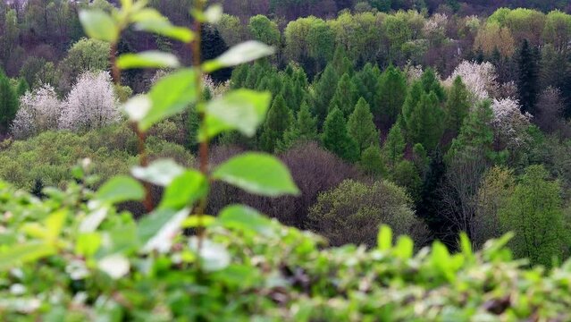 a spring forest with different trees background 4k 25fps video