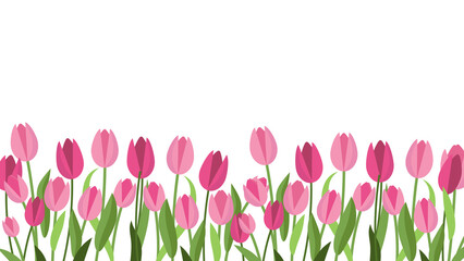 pink fragrant tulips on a white background. the concept of growing dutch tulips