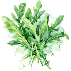 Set of rucola leaves. Arugula. Salad greens. Watercolor illustration on white background. Food and gastronomy. 