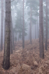 Obraz premium Trees on a foggy hill in a forest