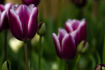Tulips stand out in a colorful flowerbed