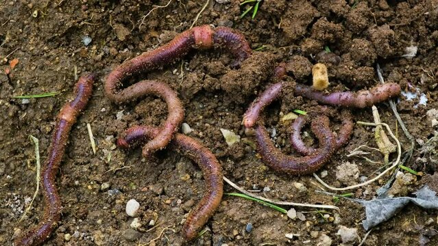 Worms moving in the soil