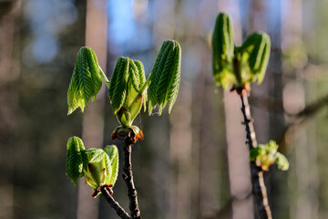 New growth spring chestnut leaves. Spring chestnut leaves in the morning