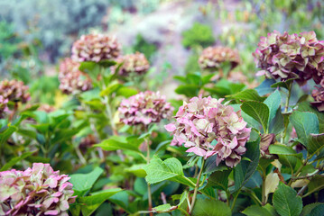 Lilac and green autumn hydrangea in the garden