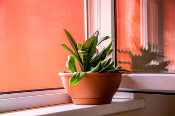 Flower in pot stands on windowsill near an open window.