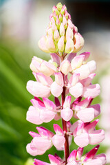 Pink lupine flowers close up in the sun. Blooming wild plants. Lupines field.