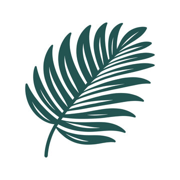 Tropical leaf. vector silhouette on white background