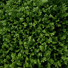 Spike Moss lush green nature background