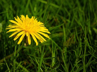 yellow dandelion in the grass, close-up