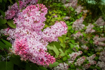 pink and white flowers, common lilac (Syringa vulgaris) is a plant species that belongs to the olive family (Oleaceae)