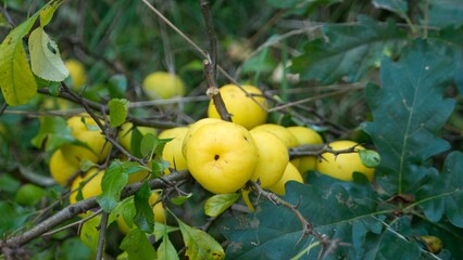 Pigwowiec japoński, owoce.