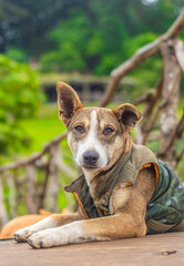 Perro descansando con una chaqueta con bosque de fondo y oreja levantada