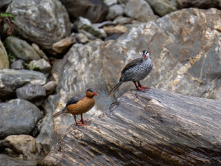 Rare Male and Female Torrent ducks  in the mountain river with stones, Ecuador