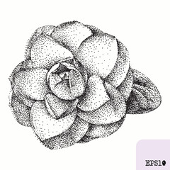 Camellia flower. Spring plant. Graphic ink drawing, pointillism technique