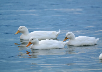 Fototapeta premium Whites ducks on a lake