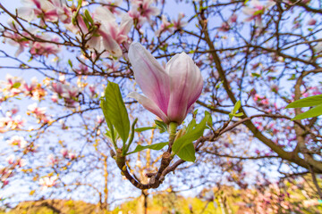 Kwiatowa eksplozja: kwitnące magnolie wiosną w makrofotografii