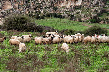 A flock of sheep and rams grazing in the green meadow in rainy weather. Greek agriculture and...