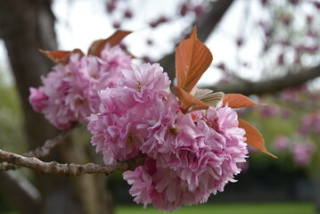 A close up of a pink cherry blossom in Dublin, Ireland