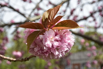 A close up of a pink cherry blossom in Dublin, Ireland