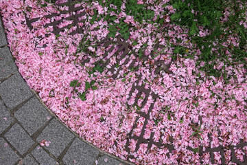 Fallen sakura leaves on the sidewalk
