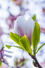 Kwiatowa eksplozja: kwitnące magnolie wiosną w makrofotografii