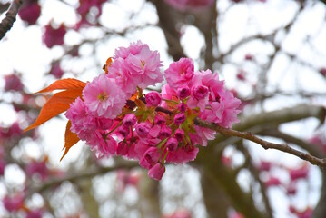 A close up of a pink cherry blossom in Dublin, Ireland