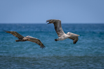 Braune Pelikane fliegen über dem Meer