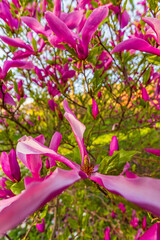 Kwiatowa eksplozja: kwitnące magnolie wiosną w makrofotografii - obrazy, fototapety, plakaty