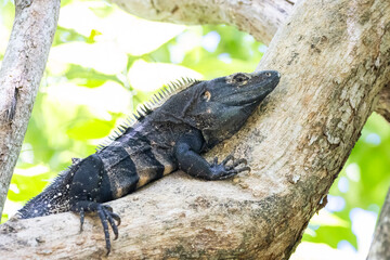 Gemeiner Schwarzleguan auf einem Baum