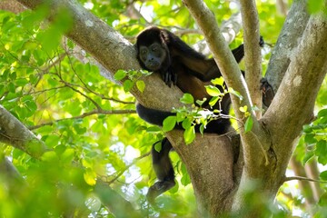 Wilder Brüllaffe auf einem Baum in Costa Rica