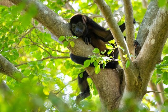 Wilder Br&uuml;llaffe auf einem Baum in Costa Rica