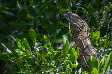 Gemeiner Schwarzleguan in einem Mangrovenwald