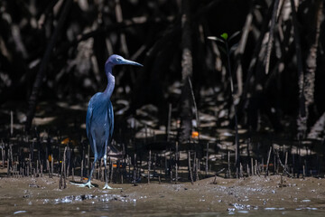 Blaureiher in den Mangroven