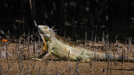 Grüner Leguan in einem Mangrovenwald