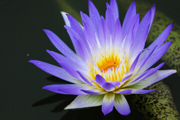Macro shot of a purple water lily in a pond 