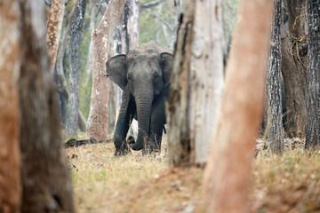 Indian elephant approaching camera through tree trunks in its natural habitat, observed in Kabini...