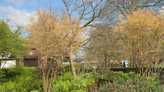 London, UK, 24 March 2024: Gold tree. Honey Locust tree (Gleditsia Triacanthos 'Sunburst') yellow leaves in springtime