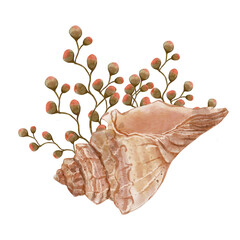 Spiral seashell and seaweed bush, Aquarium composition. Watercolor hand drawn illustration, isolated on white background. Print for cards or textile design. Coral reef and underwater life