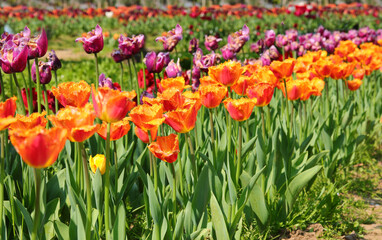 flowered flowerbeds in spring with many tulip flowers of varied colors for sale in the floriculture farm - 785642889