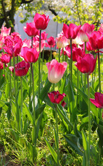 purple and fuchsia tulisp flowers bloomed  in Spring symbol of the Netherlands - 785643010