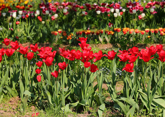 tulip flowers of various colors bloomed in spring symbol of the Netherlands - 785643221