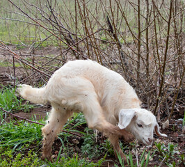 sheep in the meadow